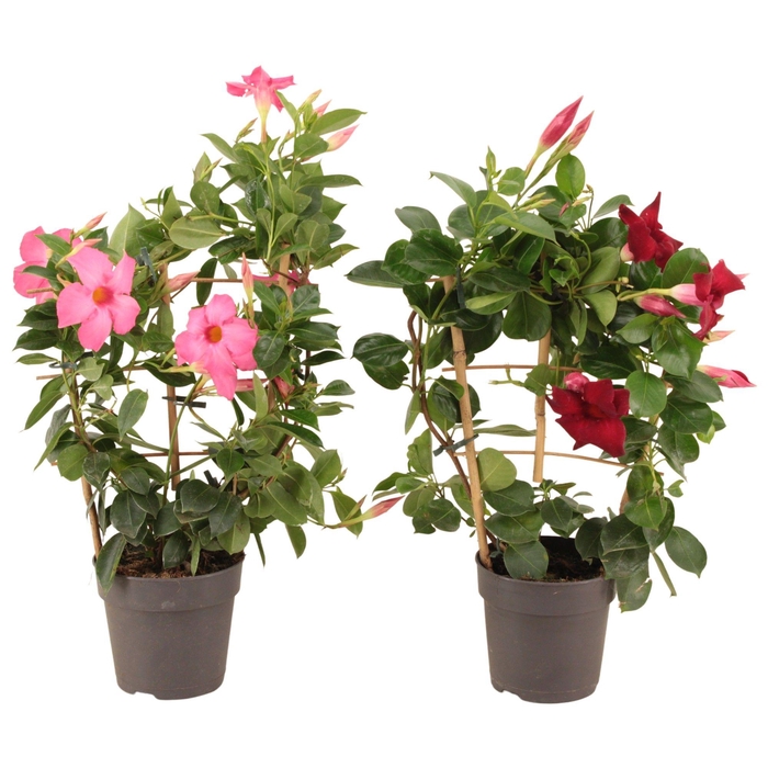 <h4>Dipladenia Sundaville Rek Mix 13 cm (PT)</h4>