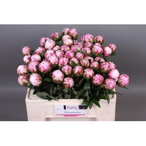 Paeonia Sarah Bernhardt