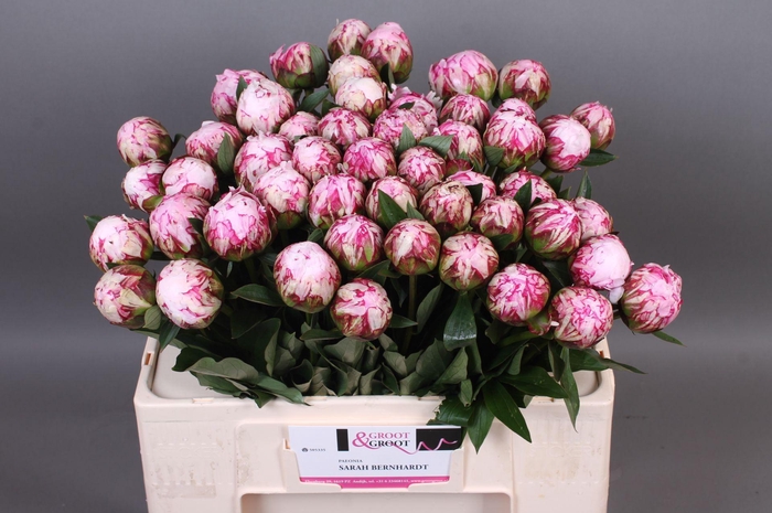 <h4>Paeonia Sarah Bernhardt</h4>