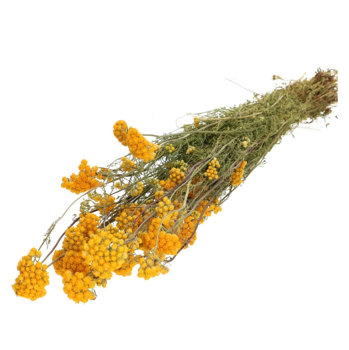 Droogbloem Lonas 55cm 100g