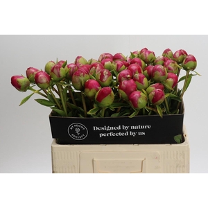Paeonia Command Performance