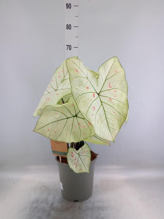 <h4>Caladium   ...</h4>