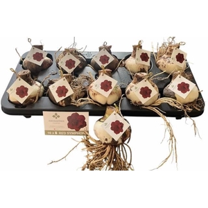 BLOEMBOL HIPPEASTRUM