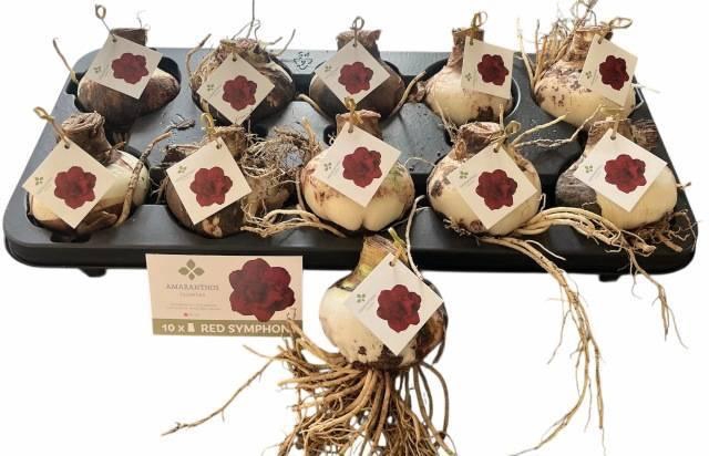 <h4>BLOEMBOL HIPPEASTRUM</h4>