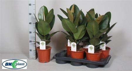 <h4>Fic El Robusta</h4>