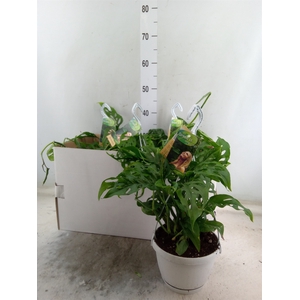 Monstera obliqua 'Leichtlinii'