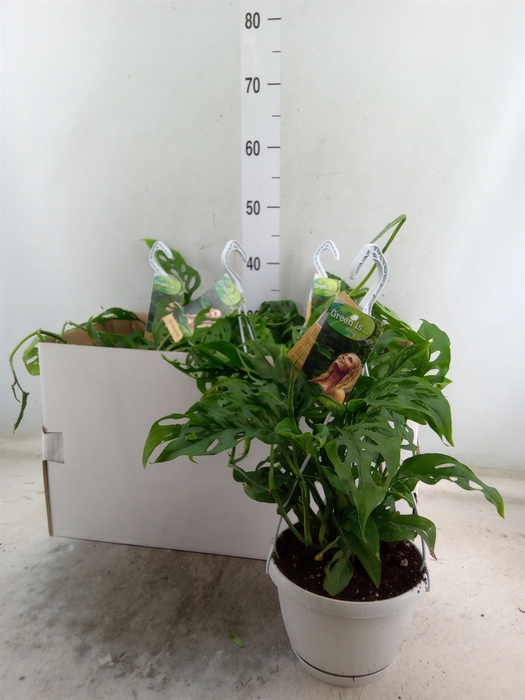 <h4>Monstera obliqua 'Leichtlinii'</h4>
