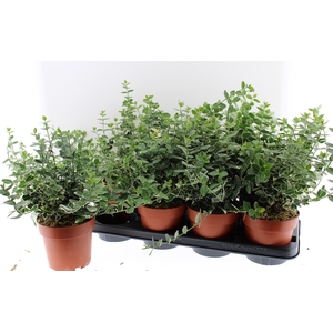 EUONYMUS F EM GAIETY