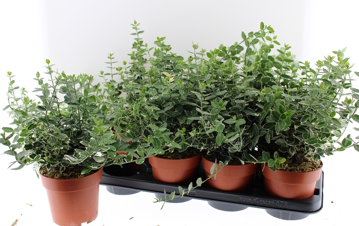 <h4>EUONYMUS F EM GAIETY</h4>