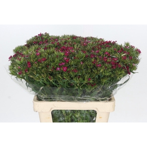 Dianthus Br Amazon Neon Cherry
