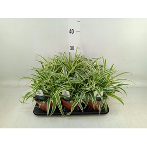Chlorophytum com. 'Vittatum'