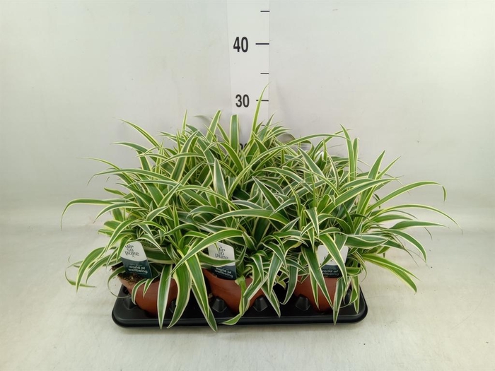 <h4>Chlorophytum com. 'Vittatum'</h4>