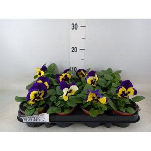 Viola wr. 'Alpha Red Wing'