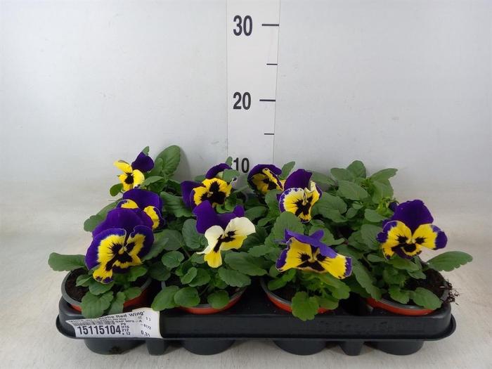 <h4>Viola wr. 'Alpha Red Wing'</h4>