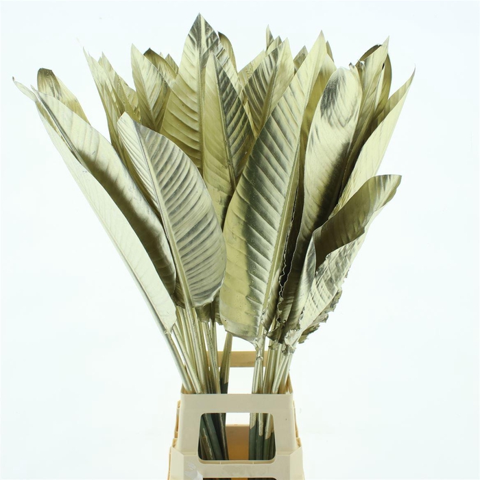 <h4>Strelit Blad Platina</h4>