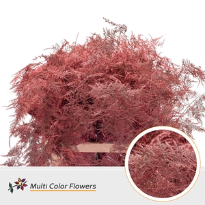 Asparagus Lang Koraal