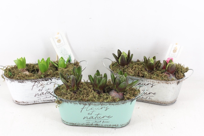 <h4>arr4 Hyacint FL - Zink ovaal fleurs x7</h4>