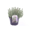 Thymus citr. Silver Queen