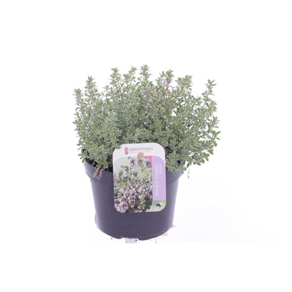 Thymus citr. Silver Queen