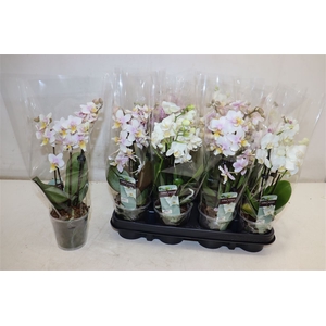 Phal Gem