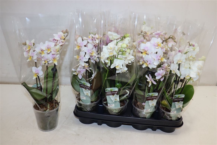 <h4>Phal Gem</h4>