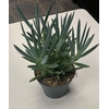 Senecio Mount Everest 12cm