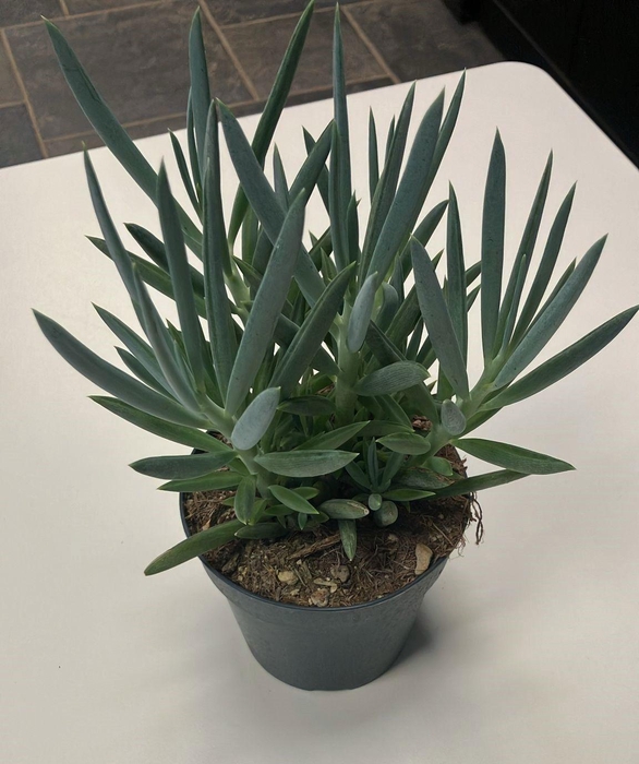 <h4>Senecio Mount Everest 12cm</h4>