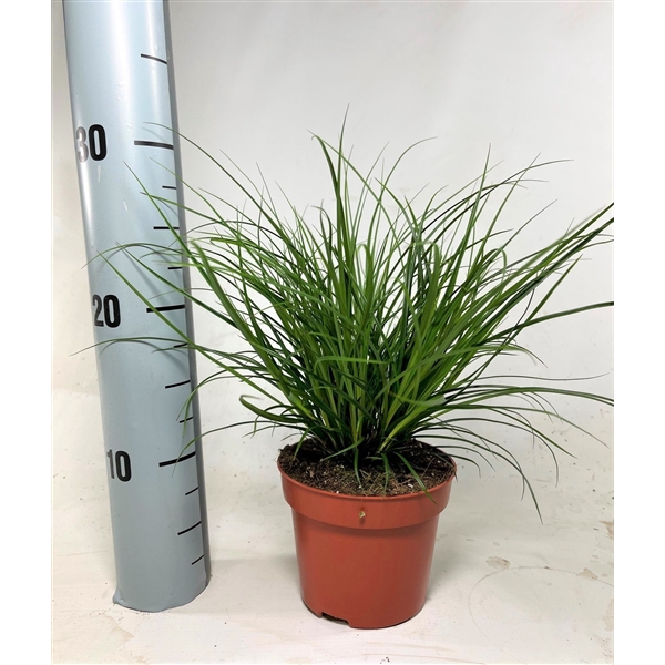<h4>Carex brunnea (groen) p12</h4>