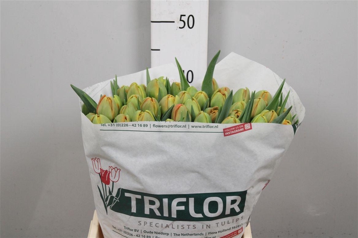 <h4>Tu Du Icoon</h4>