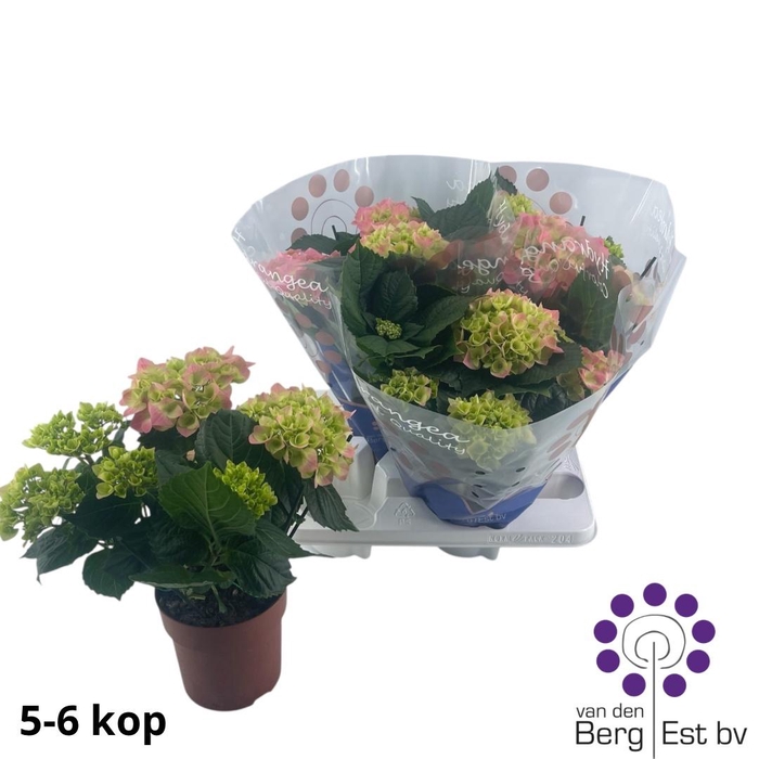 <h4>HYDR M SARENA</h4>