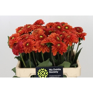 Dahlia Orange Fox