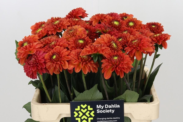 <h4>Dahlia Pink Runner</h4>