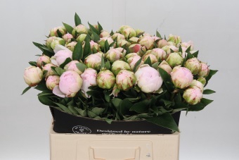 <h4>Paeonia Florence Nicholls</h4>