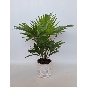 Livistona in Molly pot