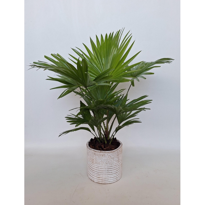 <h4>LIVISTONA ROTUNDIFOL</h4>