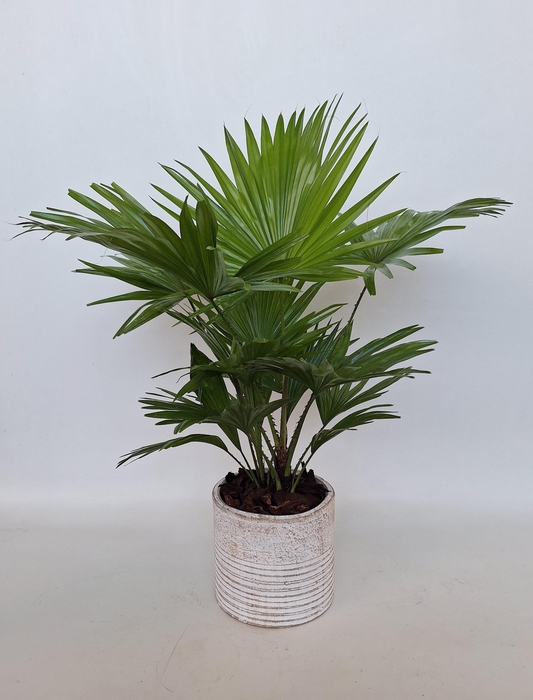 <h4>Livistona in Molly pot</h4>