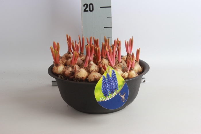 <h4>ARR MUSCARI</h4>