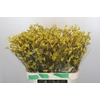 Anigozanthos Bush Down