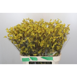 Anigozanthos Bush Down