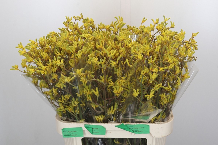 Anigozanthos Bush Down