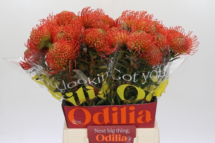 <h4>Nutans Succession</h4>