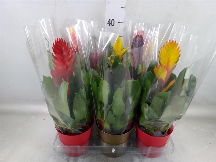 <h4>Vriesea ...mix 6</h4>