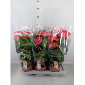 Anthurium andr. 'California'