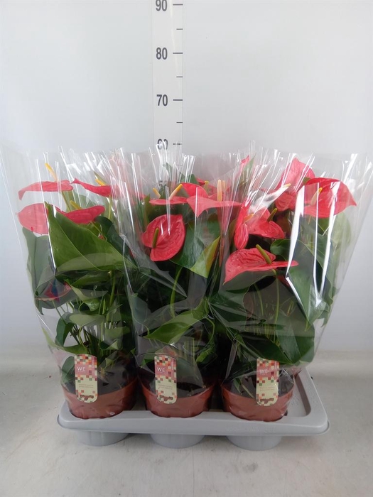 <h4>Anthurium andr. 'California'</h4>