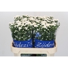 Aster Cassy