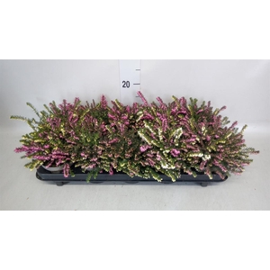 Erica darley.   ...mix 2 / pot