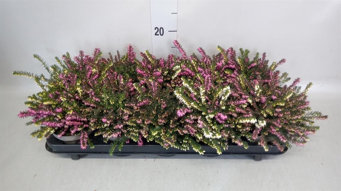 <h4>Erica darley.   ...mix 2 / pot</h4>