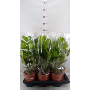 Clusia rosea 'Princess'