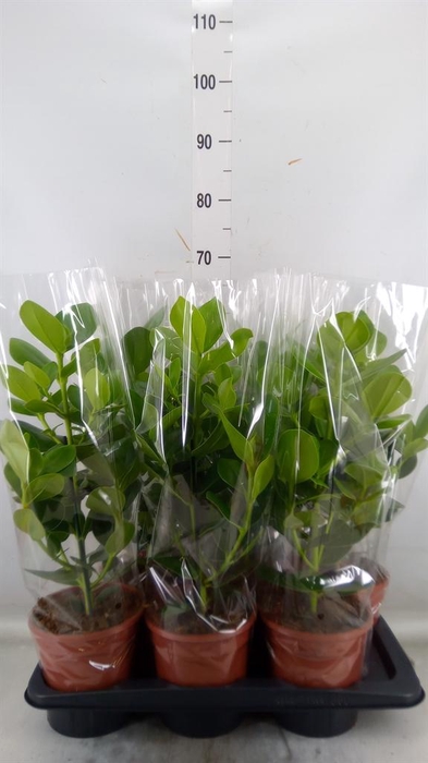 <h4>Clusia rosea 'Princess'</h4>