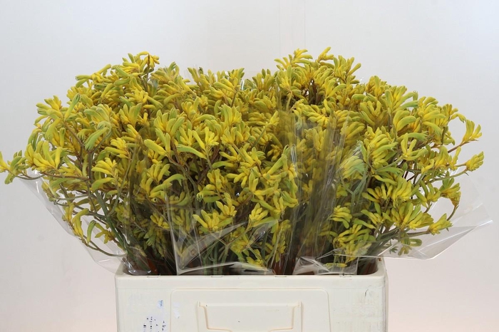 <h4>Anigozanthos Bush Down</h4>